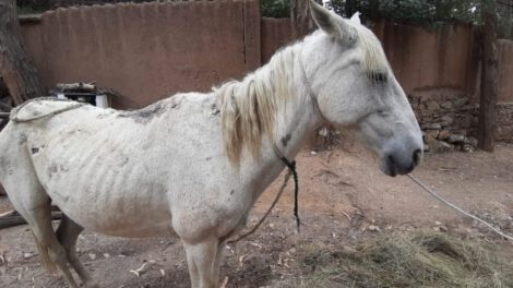 Rescate de caballo maltratado en Oruro