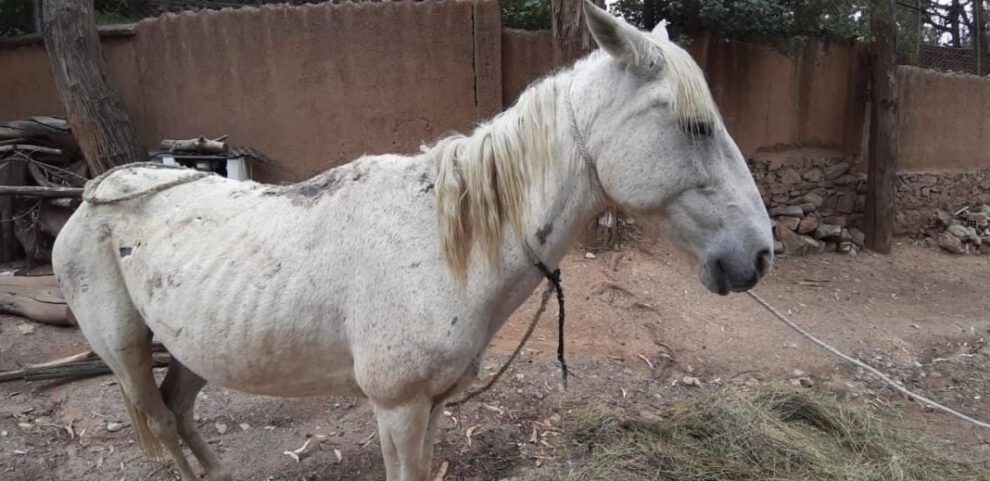 Rescate de caballo maltratado en Oruro