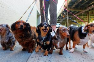 Limpiar a tu perro después de un paseo