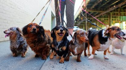 Limpiar a tu perro después de un paseo