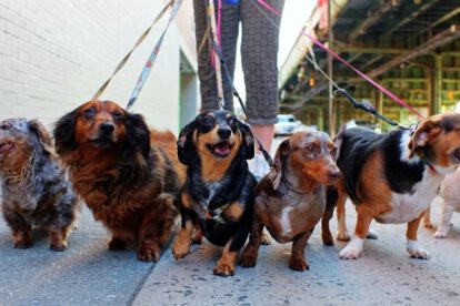 Limpiar a tu perro después de un paseo