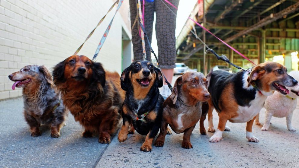 Limpiar a tu perro después de un paseo
