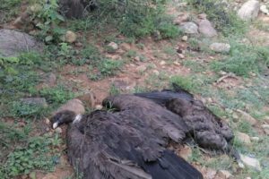 Muerte de cóndores en Tarija