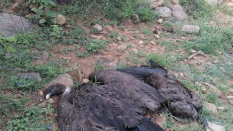 Muerte de cóndores en Tarija