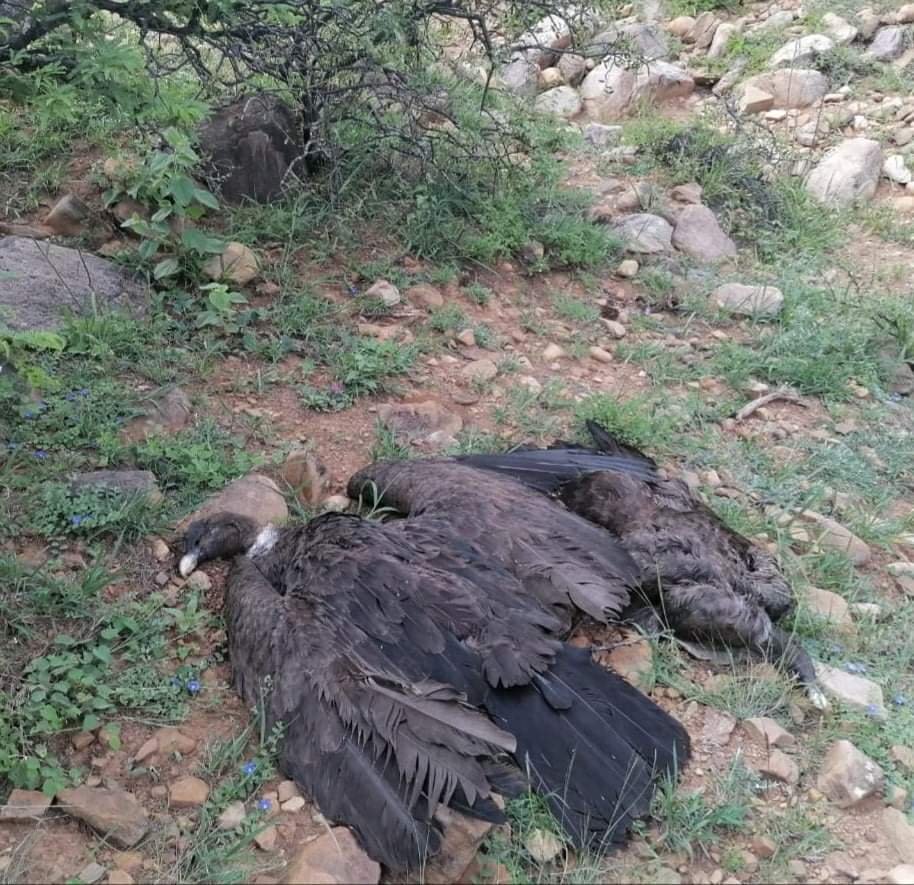 Muerte de cóndores en Tarija