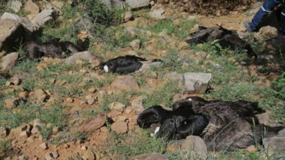 Muerte de cóndores en Tarija