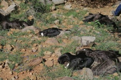Muerte de cóndores en Tarija