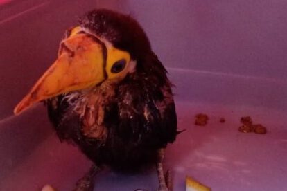 Tucán herido en Tarija