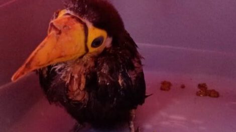 Tucán herido en Tarija