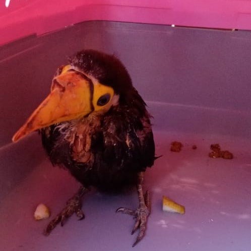 Tucán herido en Tarija