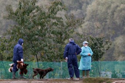 gripe aviar H5N8 en Rusia