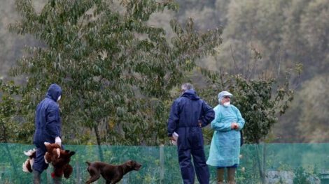 gripe aviar H5N8 en Rusia