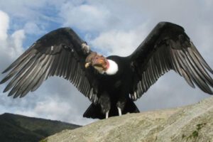 Cóndores andinos en el área protegida de Laderas Norte