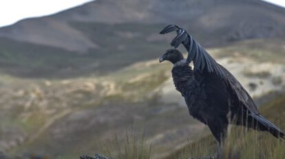 Cóndores Andinos retornan a su hábitat natural