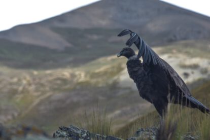 Cóndores Andinos retornan a su hábitat natural
