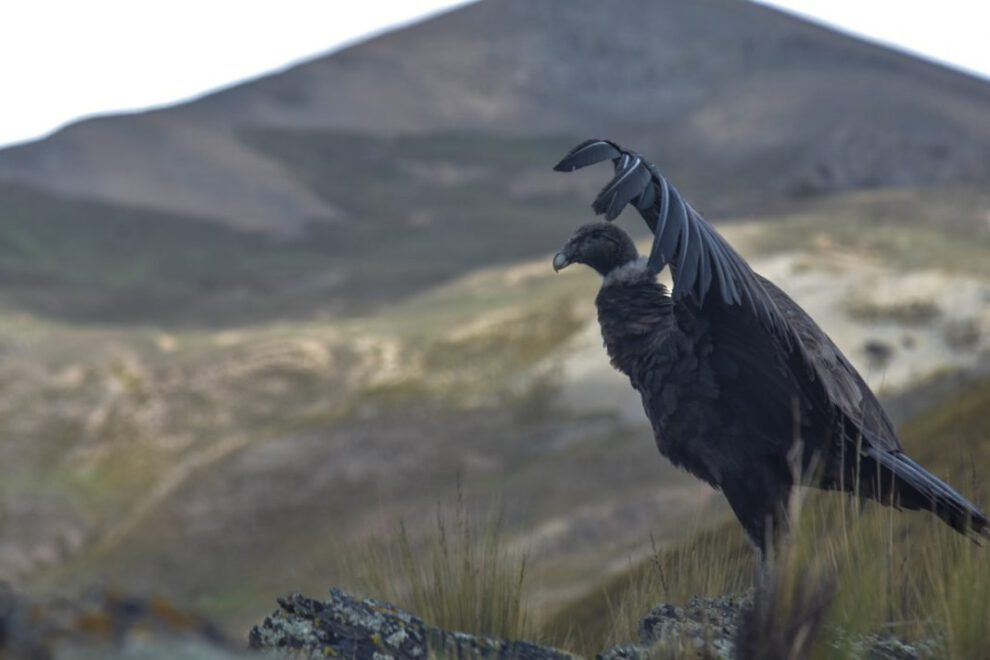 Cóndores Andinos retornan a su hábitat natural