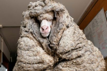 Rescatan a una oveja a punto de morir con 35 kilos de lana encima