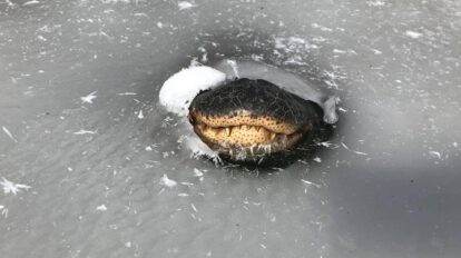Caimanes en Oklahoma sobreviven atrapados en pantanos congelados