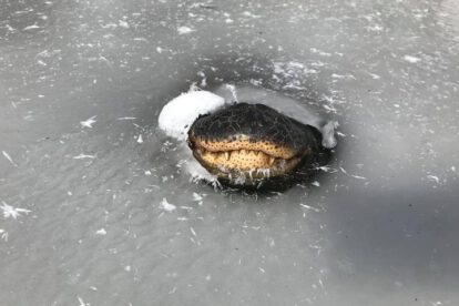 Caimanes en Oklahoma sobreviven atrapados en pantanos congelados