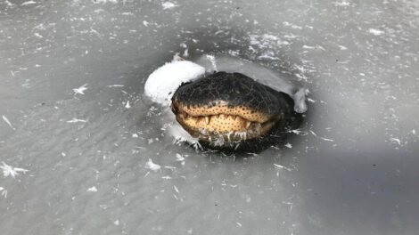 Caimanes en Oklahoma sobreviven atrapados en pantanos congelados