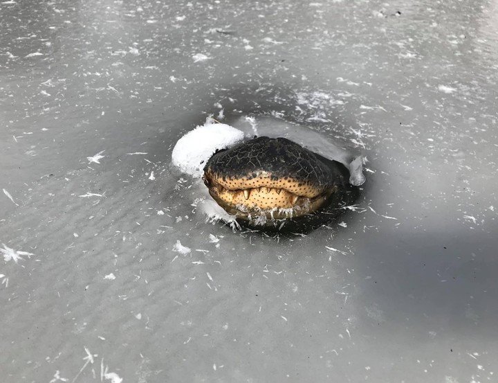 Caimanes en Oklahoma sobreviven atrapados en pantanos congelados