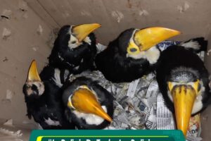 Comercialización de animales silvestres en Cochabamba