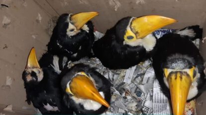 Comercialización de animales silvestres en Cochabamba