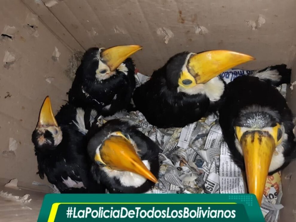 Comercialización de animales silvestres en Cochabamba