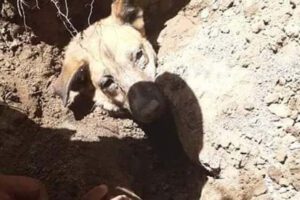 Policías rescatan perrita que fue enterrada viva en Tarija