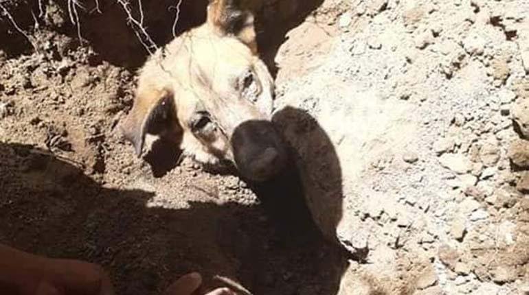 Policías rescatan perrita que fue enterrada viva en Tarija