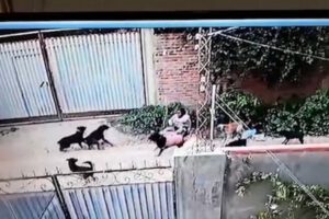Mujer atacada por perros en Cochabamba