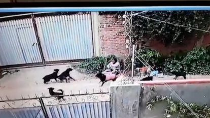 Mujer atacada por perros en Cochabamba