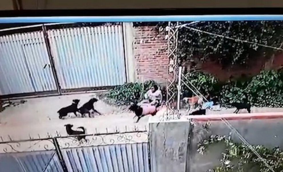 Mujer atacada por perros en Cochabamba