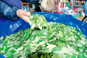 Denuncia traslado mercado coca