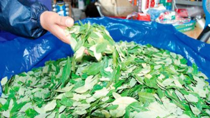 Denuncia traslado mercado coca