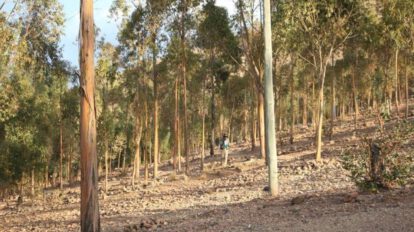 Cadáver encontrado en El Bosquecillo en Potosí