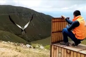 Liberación del cóndor Imaybé en Tarija