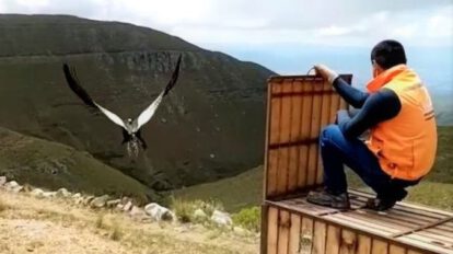Liberación del cóndor Imaybé en Tarija