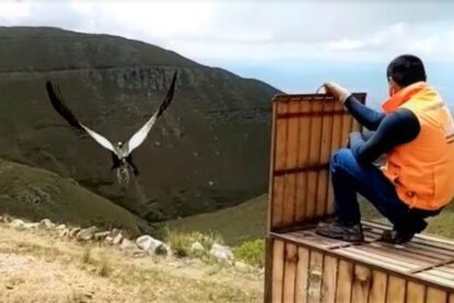 Liberación del cóndor Imaybé en Tarija