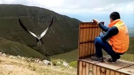 Liberación del cóndor Imaybé en Tarija