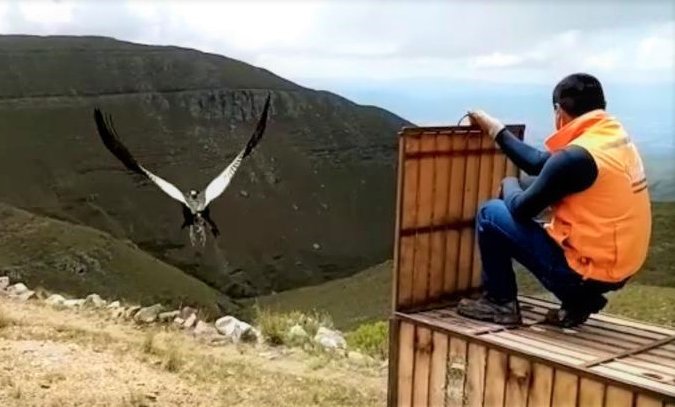 Liberación del cóndor Imaybé en Tarija