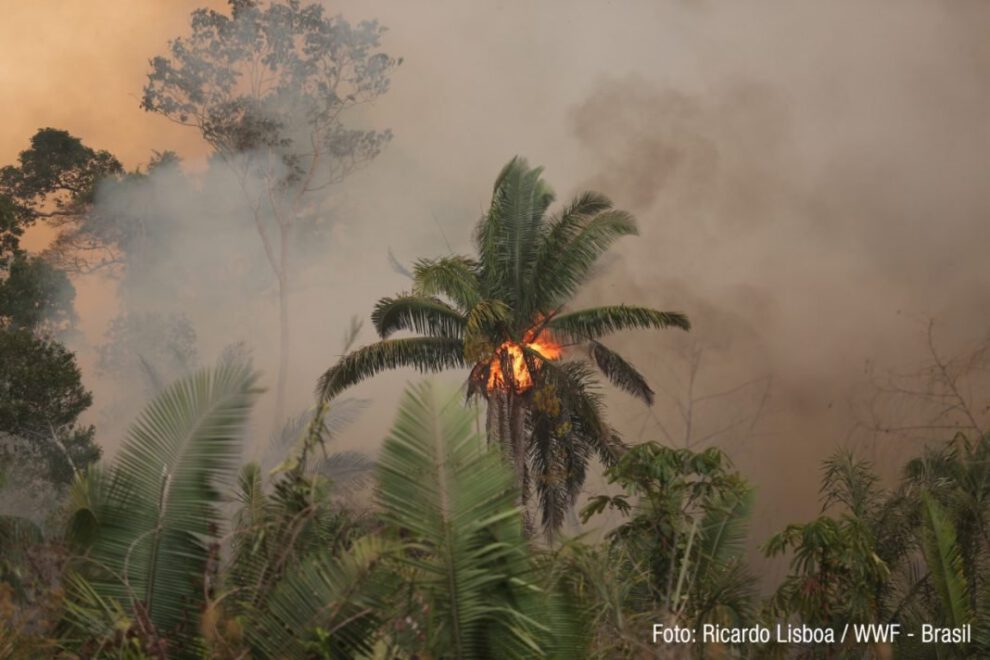 Hora del Planeta 2021 y su impacto en la naturaleza