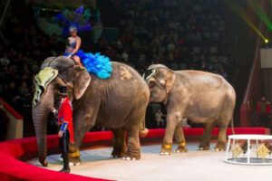 Elefantes pelean en circo provocando pánico de los espectadores