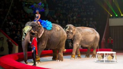 Elefantes pelean en circo provocando pánico de los espectadores