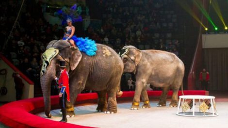 Elefantes pelean en circo provocando pánico de los espectadores