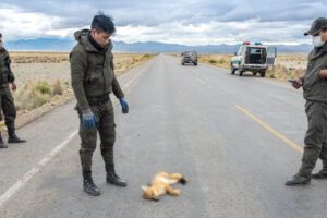 Muerte de animales silvestres en carreteras