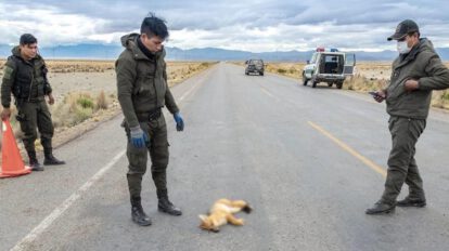 Muerte de animales silvestres en carreteras