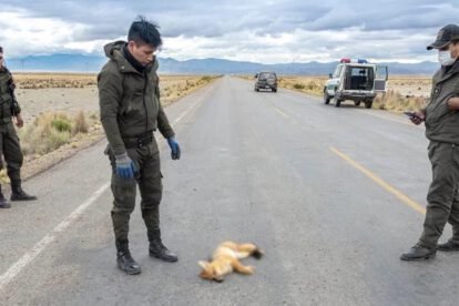 Muerte de animales silvestres en carreteras