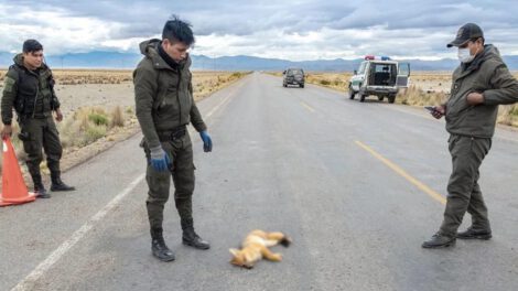 Muerte de animales silvestres en carreteras