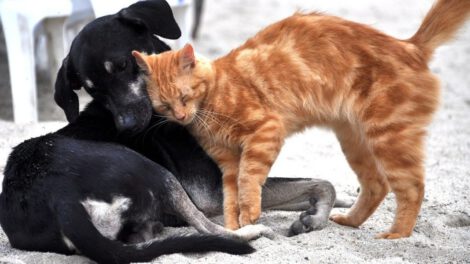 Variante británica del coronavirus afecta a perros y gatos